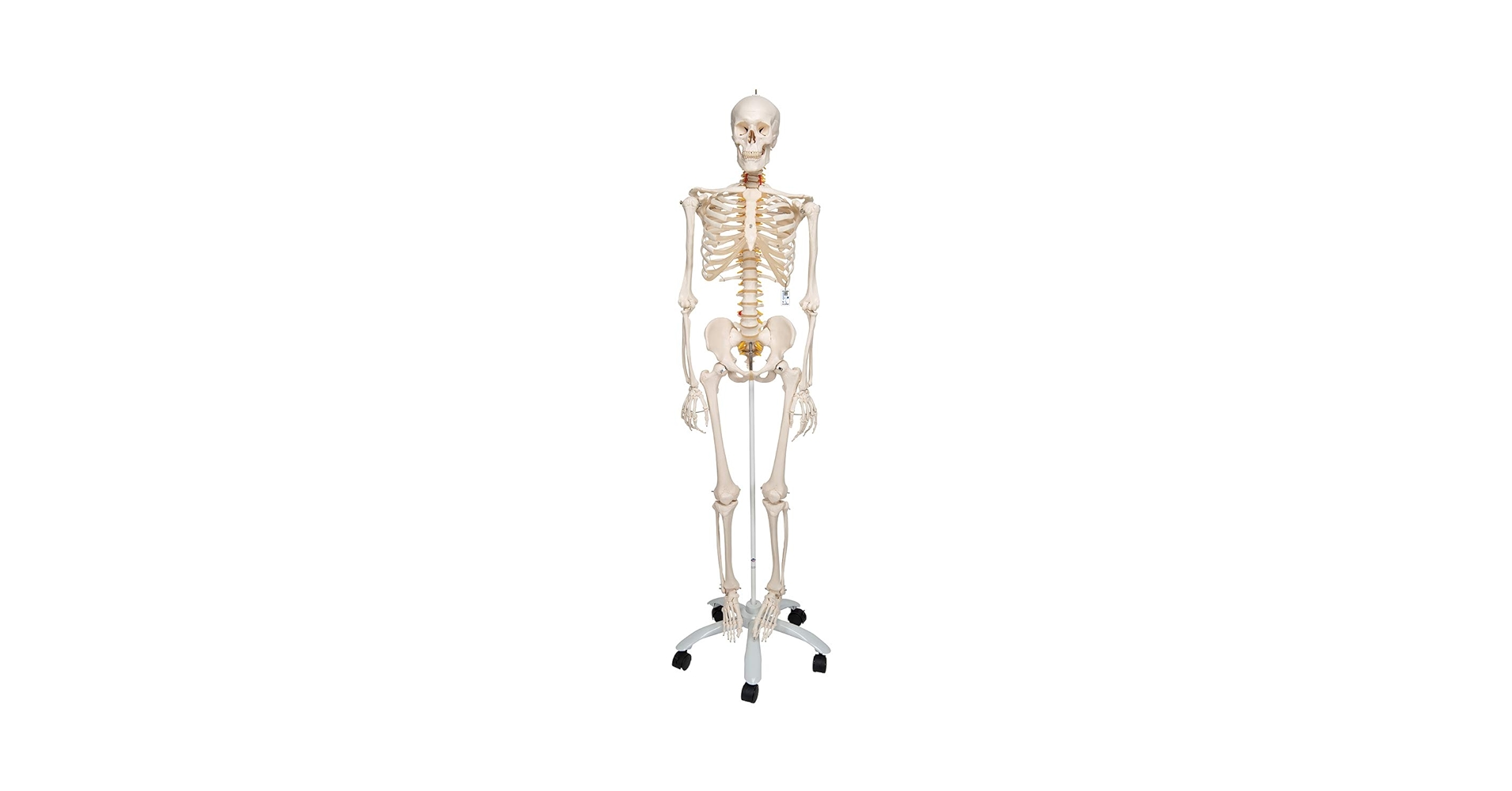 3B Scientific A15 Fred the Flexible Skeleton 5-feet roller